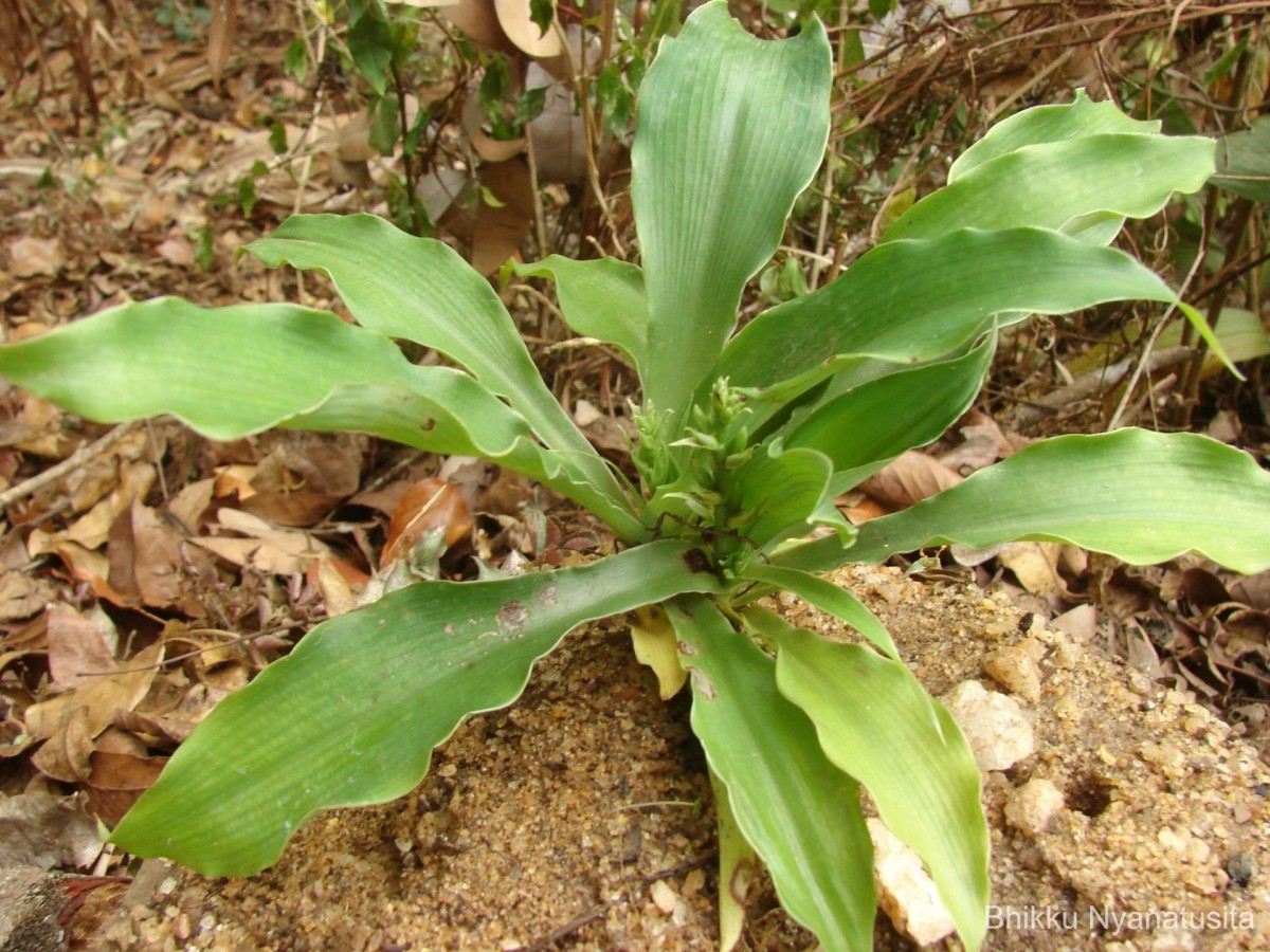 Chlorophytum heynei Baker